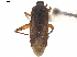  (Orientomiris - CCDB-34777-C09)  @11 [ ] CreativeCommons - Attribution (2019) CBG Photography Group Smithsonian Institution