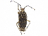  (Piasus - CCDB-34777-C12)  @11 [ ] CreativeCommons - Attribution (2019) CBG Photography Group Smithsonian Institution