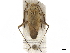  (Reuterista - CCDB-34777-D01)  @11 [ ] CreativeCommons - Attribution (2019) CBG Photography Group Smithsonian Institution