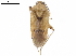  (Lygocoris sordidus - CCDB-34777-D04)  @11 [ ] CreativeCommons - Attribution (2019) CBG Photography Group Smithsonian Institution