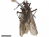  (Stenoparedra - CCDB-34777-D05)  @11 [ ] CreativeCommons - Attribution (2019) CBG Photography Group Smithsonian Institution