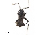  ( - CCDB-34777-F09)  @11 [ ] CreativeCommons - Attribution (2019) CBG Photography Group Smithsonian Institution