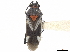  (Daleapidea - CCDB-34777-H03)  @11 [ ] CreativeCommons - Attribution (2019) CBG Photography Group Smithsonian Institution