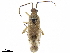  (Falconia - CCDB-34777-H08)  @11 [ ] CreativeCommons - Attribution (2019) CBG Photography Group Smithsonian Institution