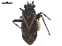  (Hadronemella - CCDB-34777-H10)  @11 [ ] CreativeCommons - Attribution (2019) CBG Photography Group Smithsonian Institution