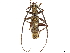  (Mallocera ramosa - CCDB-34778-B06)  @11 [ ] CreativeCommons - Attribution (2019) CBG Photography Group Smithsonian Institution