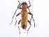  ( - CCDB-34778-B09)  @11 [ ] CreativeCommons - Attribution (2019) CBG Photography Group Smithsonian Institution