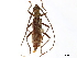  (Protomallocera hilairei - CCDB-34778-D12)  @11 [ ] CreativeCommons - Attribution (2019) CBG Photography Group Smithsonian Institution