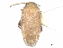  (Rubrocuneocoris - CCDB-34779-E05)  @11 [ ] CreativeCommons - Attribution (2019) CBG Photography Group Smithsonian Institution