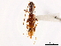  (Compsa quadriguttata - CCDB-34781-D03)  @11 [ ] CreativeCommons - Attribution (2019) CBG Photography Group Smithsonian Institution