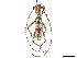  ( - CCDB-34781-D09)  @11 [ ] CreativeCommons - Attribution (2019) CBG Photography Group Smithsonian Institution