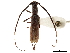  (Heterachthes ebenus - CCDB-34781-E01)  @11 [ ] CreativeCommons - Attribution (2019) CBG Photography Group Smithsonian Institution