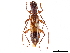  (Pygmodeon involutum - CCDB-34781-F04)  @11 [ ] CreativeCommons - Attribution (2019) CBG Photography Group Smithsonian Institution