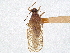  (Eteoneus auripennis - CCDB-34782-C09)  @11 [ ] CreativeCommons - Attribution (2019) CBG Photography Group Smithsonian Institution