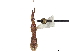 (Phasmatocoris octomaculatus - CCDB-34782-D07)  @11 [ ] CreativeCommons - Attribution (2019) CBG Photography Group Smithsonian Institution