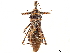  (Isyndus grisea - CCDB-34782-E08)  @11 [ ] CreativeCommons - Attribution (2019) CBG Photography Group Smithsonian Institution