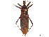  (Pseudozelurus - CCDB-34782-F04)  @11 [ ] CreativeCommons - Attribution (2019) CBG Photography Group Smithsonian Institution