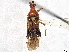  (Physophoroptera albocinctum - CCDB-34782-G03)  @11 [ ] CreativeCommons - Attribution (2019) CBG Photography Group Smithsonian Institution