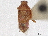  (Ofellus lyciformis - CCDB-34782-G05)  @11 [ ] CreativeCommons - Attribution (2019) CBG Photography Group Smithsonian Institution