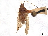  (Adphytocoris - CCDB-34782-G06)  @11 [ ] CreativeCommons - Attribution (2019) CBG Photography Group Smithsonian Institution