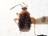  (Horcias - CCDB-34782-G08)  @11 [ ] CreativeCommons - Attribution (2019) CBG Photography Group Smithsonian Institution