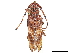  (Oplatocera - CCDB-34783-B10)  @11 [ ] CreativeCommons - Attribution (2019) CBG Photography Group Smithsonian Institution