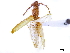  (Niophis antennata - CCDB-34783-D09)  @11 [ ] CreativeCommons - Attribution (2019) CBG Photography Group Smithsonian Institution