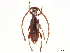  ( - CCDB-34784-A12)  @11 [ ] CreativeCommons - Attribution (2019) CBG Photography Group Smithsonian Institution