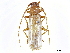 ( - CCDB-34784-G09)  @11 [ ] CreativeCommons - Attribution (2019) CBG Photography Group Smithsonian Institution