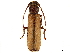  ( - CCDB-34784-G11)  @11 [ ] CreativeCommons - Attribution (2019) CBG Photography Group Smithsonian Institution