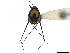  (Ventidius karen - CCDB-35894-C01)  @11 [ ] CreativeCommons - Attribution (2020) CBG Photography Group Smithsonian Institution