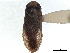  (Ectemnostega quadrata - CCDB-35895-A12)  @11 [ ] CreativeCommons - Attribution (2019) CBG Photography Group Smithsonian Institution