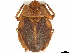  ( - CCDB-35895-B07)  @11 [ ] CreativeCommons - Attribution (2019) CBG Photography Group Smithsonian Institution