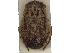  (Naucoris - CCDB-35895-C10)  @11 [ ] CreativeCommons - Attribution (2019) CBG Photography Group Smithsonian Institution