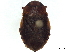 ( - CCDB-35895-C11)  @11 [ ] CreativeCommons - Attribution (2019) CBG Photography Group Smithsonian Institution