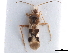  (Laemocoris - CCDB-35895-G11)  @11 [ ] CreativeCommons - Attribution (2019) CBG Photography Group Smithsonian Institution