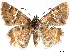  ( - CCDB-35896-D07)  @11 [ ] CreativeCommons - Attribution (2020) CBG Photography Group Smithsonian Institution