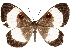  (Teratophthalma axilla - CCDB-35897-F03)  @11 [ ] CreativeCommons - Attribution (2020) CBG Photography Group Smithsonian Institution