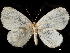  ( - CCDB-35898-D05)  @11 [ ] CreativeCommons - Attribution (2020) CBG Photography Group Smithsonian Institution