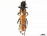  (Ischnocnemis costipennis - CCDB-35898-G06)  @11 [ ] CreativeCommons - Attribution (2020) CBG Photography Group Smithsonian Institution