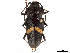  (Megaderus - CCDB-35898-H02)  @11 [ ] CreativeCommons - Attribution (2020) CBG Photography Group Smithsonian Institution