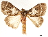  ( - CCDB-35899-A11)  @11 [ ] CreativeCommons - Attribution (2020) CBG Photography Group Smithsonian Institution
