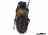  (Callia fulvocincta - CCDB-35899-H08)  @11 [ ] CreativeCommons - Attribution (2020) CBG Photography Group Smithsonian Institution