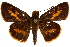  (Oriens goloides - CCDB-35901-D04)  @11 [ ] CreativeCommons - Attribution (2020) CBG Photography Group Smithsonian Institution