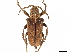  (Hypselomus - CCDB-35901-F07)  @11 [ ] CreativeCommons - Attribution (2020) CBG Photography Group Smithsonian Institution