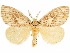  (Cispia fasciata - CCDB-35902-E12)  @11 [ ] CreativeCommons - Attribution (2020) CBG Photography Group Smithsonian Institution