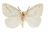  (Crorema mentiens - CCDB-35902-F02)  @11 [ ] CreativeCommons - Attribution (2020) CBG Photography Group Smithsonian Institution