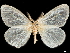  (Collenettema - CCDB-35902-F05)  @11 [ ] CreativeCommons - Attribution (2020) CBG Photography Group Smithsonian Institution