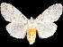  (Eudasychira georgiana - CCDB-35902-F12)  @11 [ ] CreativeCommons - Attribution (2020) CBG Photography Group Smithsonian Institution