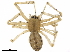  (Dubiaranea cerea - CCDB-35904-E08)  @11 [ ] CreativeCommons - Attribution (2020) CBG Photography Group Smithsonian Institution